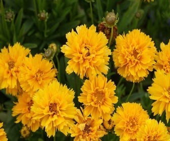 Mädchenaugen (Coreopsis grandiflora 'Early Sunrise')