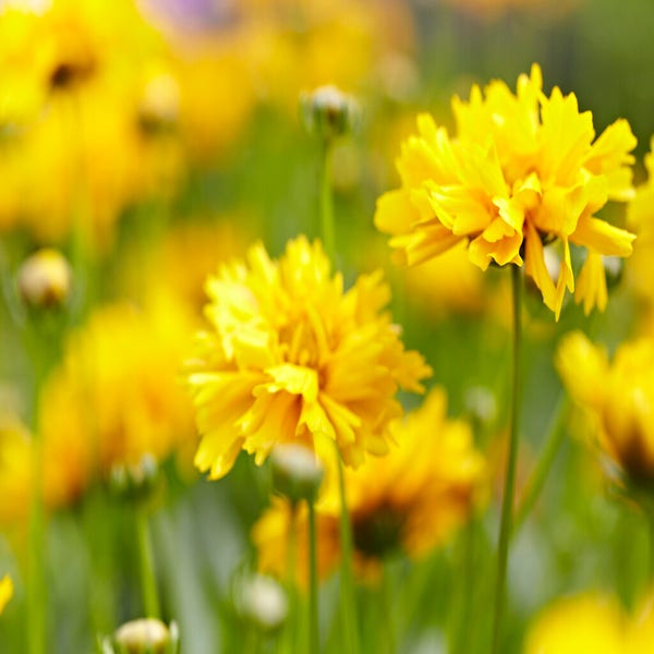 Mädchenaugen (Coreopsis grandiflora 'Early Sunrise')
