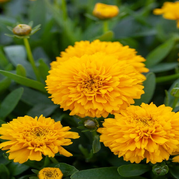 Mädchenaugen (Coreopsis grandiflora 'Solanna Golden Sphere')