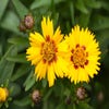 Mädchenaugen (Coreopsis grandiflora 'Sunfire')