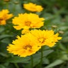 Mädchenaugen (Coreopsis grandiflora 'Sunray')