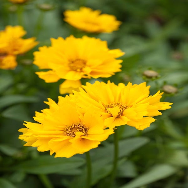 Mädchenaugen (Coreopsis grandiflora 'Sunray')