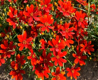 Mädchenaugen (Coreopsis 'Lady Bird')