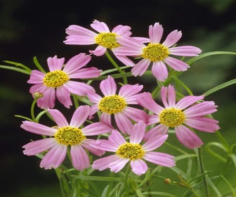 Mädchenaugen (Coreopsis rosea 'American Dream')
