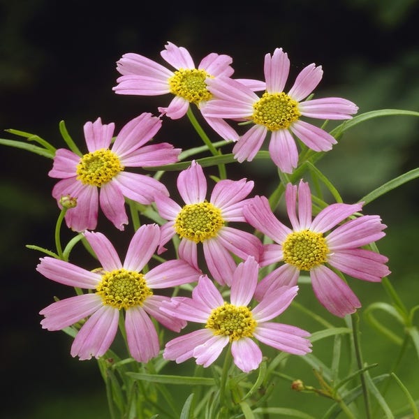 Mädchenaugen (Coreopsis rosea 'American Dream')