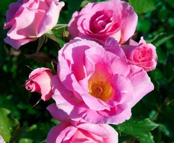 Trugrose (Rosa 'Cornelis Vreeswijk')