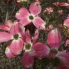 Amerikanischer Hartriegel (Cornus florida 'Cherokee Chief')
