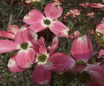 Amerikanischer Hartriegel (Cornus florida 'Cherokee Chief')