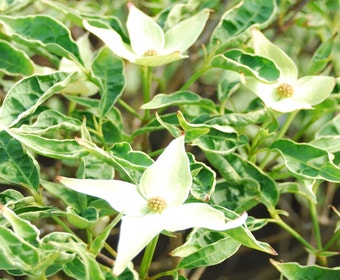 Bunter Kornoelje (Cornus kousa 'Peve Foggy')