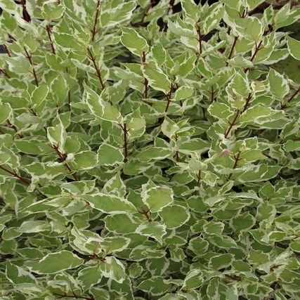 Bunter Hartriegel (Cornus alba 'Elegantissima')