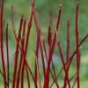 Hartriegel (Cornus alba 'Sibirica')