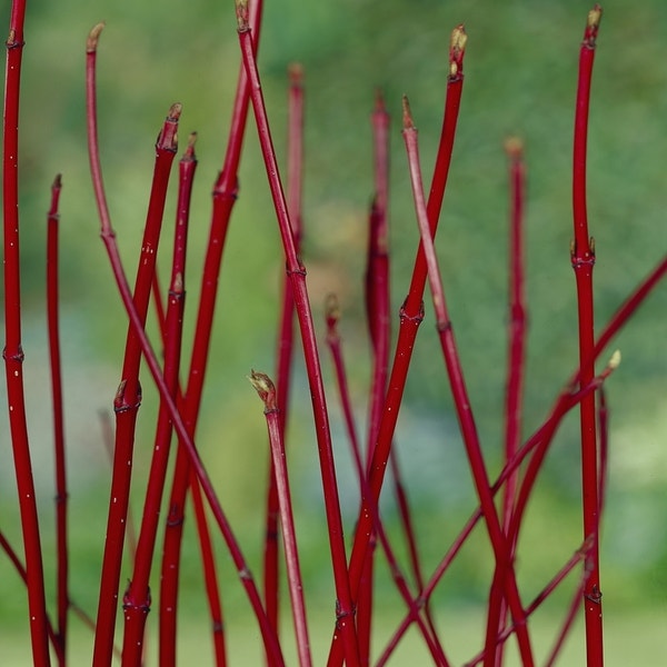 Hartriegel (Cornus alba 'Sibirica')