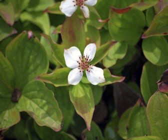 Kriechender Hartriegel (Cornus canadensis)