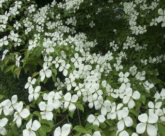Immergrüne Hartriegel (Cornus elliptica)