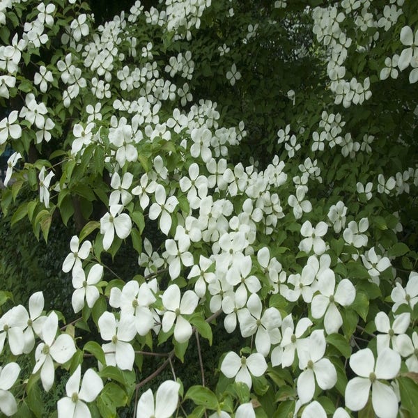 Immergrüne Hartriegel (Cornus elliptica)