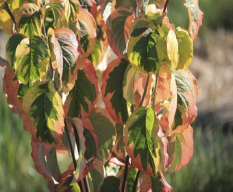 Kornoelje auf Stamm (Cornus florida 'Rainbow')