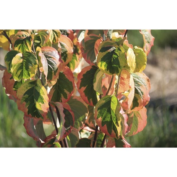 Blüten-Hartriegel (Cornus florida 'Rainbow')