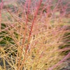 Kornelkirsche (Cornus sanguinea 'Midwinter Fire')