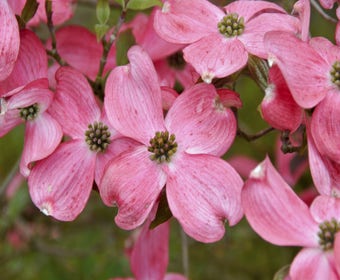Amerikanischer Hartriegel (Cornus florida 'Rubra')