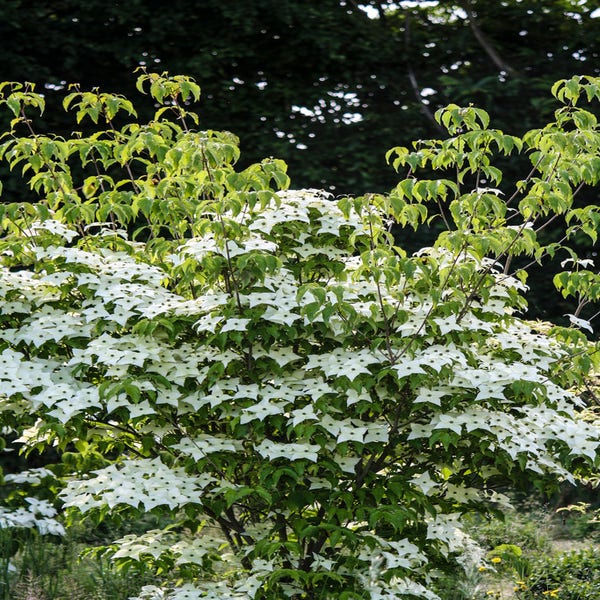 Mehrstämmige Japanische Kornelkirsche (Cornus kousa 'Milky Way')