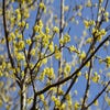 Gelbe Kornelkirsche (Cornus mas)