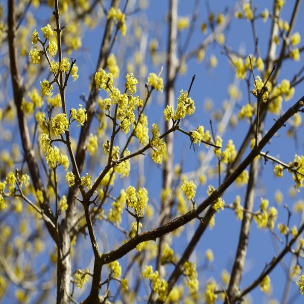 Cornus mas (gele kornoelje) in bloei