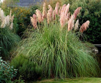 Pampasgras (Cortaderia selloana 'Rosea')