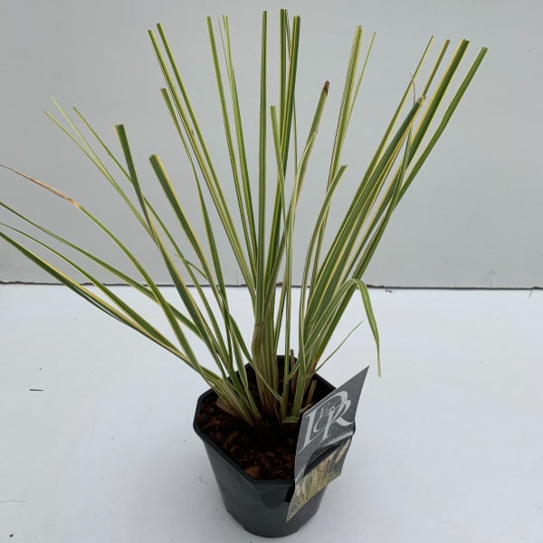 Zwerg Pampasgras (Cortaderia selloana 'Mini Goldpampas')