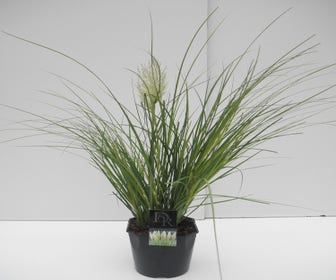 Zwergpampasgras (Cortaderia selloana 'Mini Pampas')
