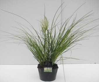 Zwergpampasgras (Cortaderia selloana 'Mini Pampas')