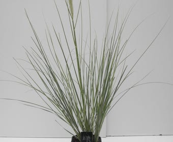 Zwergpampasgras (Cortaderia selloana 'Mini Silverpampas')