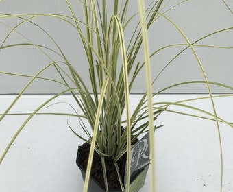Pampasgras (Cortaderia selloana 'Splendid Star')