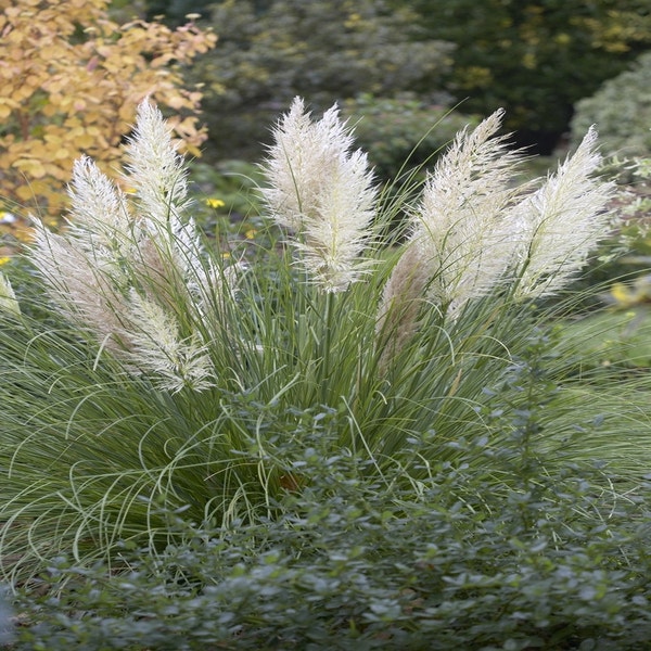 Cortaderia selloana 'Pumila' (Pampasgras)
