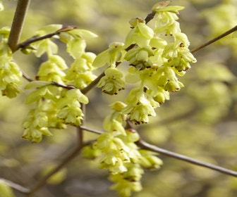Zaubernuss (Corylopsis spicata)