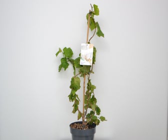 Korkenzieherhasel (Corylus avellana 'Medusa')