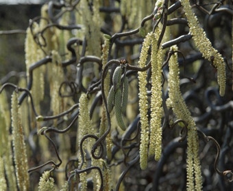 Kronkelhasel als Baum (Corylus avellana 'Contorta')