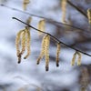 Hasel (Corylus avellana)