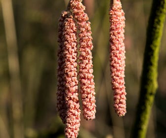 Haselstrauch/Haselnuss (Corylus avellana 'Rode Zellernoot')