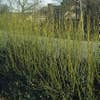 Kornoelje (Cornus stolonifera 'Flaviramea')