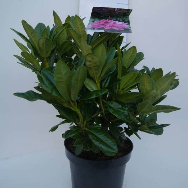 Rhododendron (Rhododendron 'Cosmopolitan') 30/40 cm
