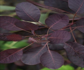 Perückenstrauch als Strauch (Cotinus coggygria 'Royal Purple')