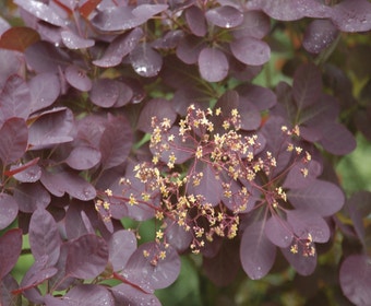 Perückenstrauch auf Stamm (Cotinus coggygria 'Royal Purple' )
