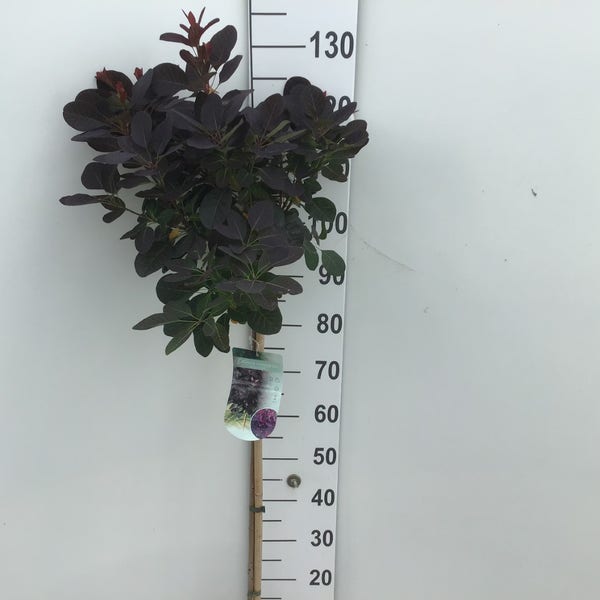 Perückenstrauch (Cotinus coggygria 'Royal Purple') auf Stamm