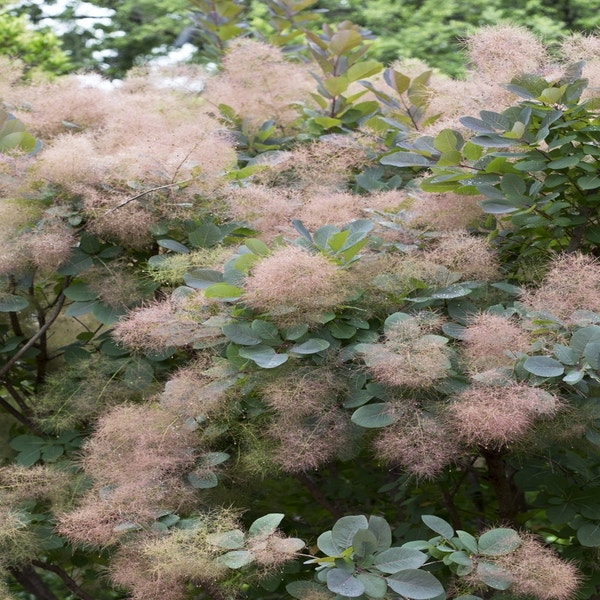 Perückenstrauch (Cotinus 'Grace')