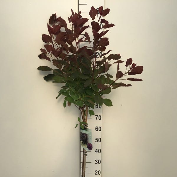 Perückenstrauch (Cotinus 'Grace') auf Stamm