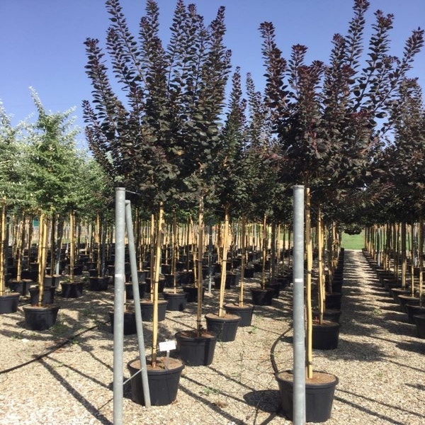 Perückenstrauch (Cotinus coggygria 'Royal Purple')