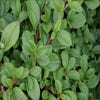 Zwergmispel (Cotoneaster dammeri 'Major')