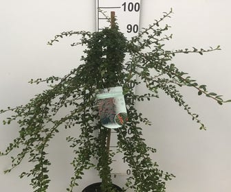 Zwergmispel (Cotoneaster suecicus 'Coral Beauty') auf Stamm