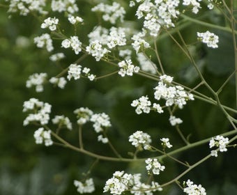 Zeekool (Crambe cordifolia)