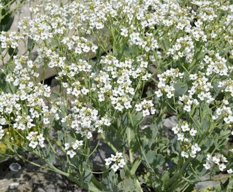 Meerkohl (Crambe maritima)